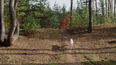 golden retriever puppy runs along a path in a picturesque forest