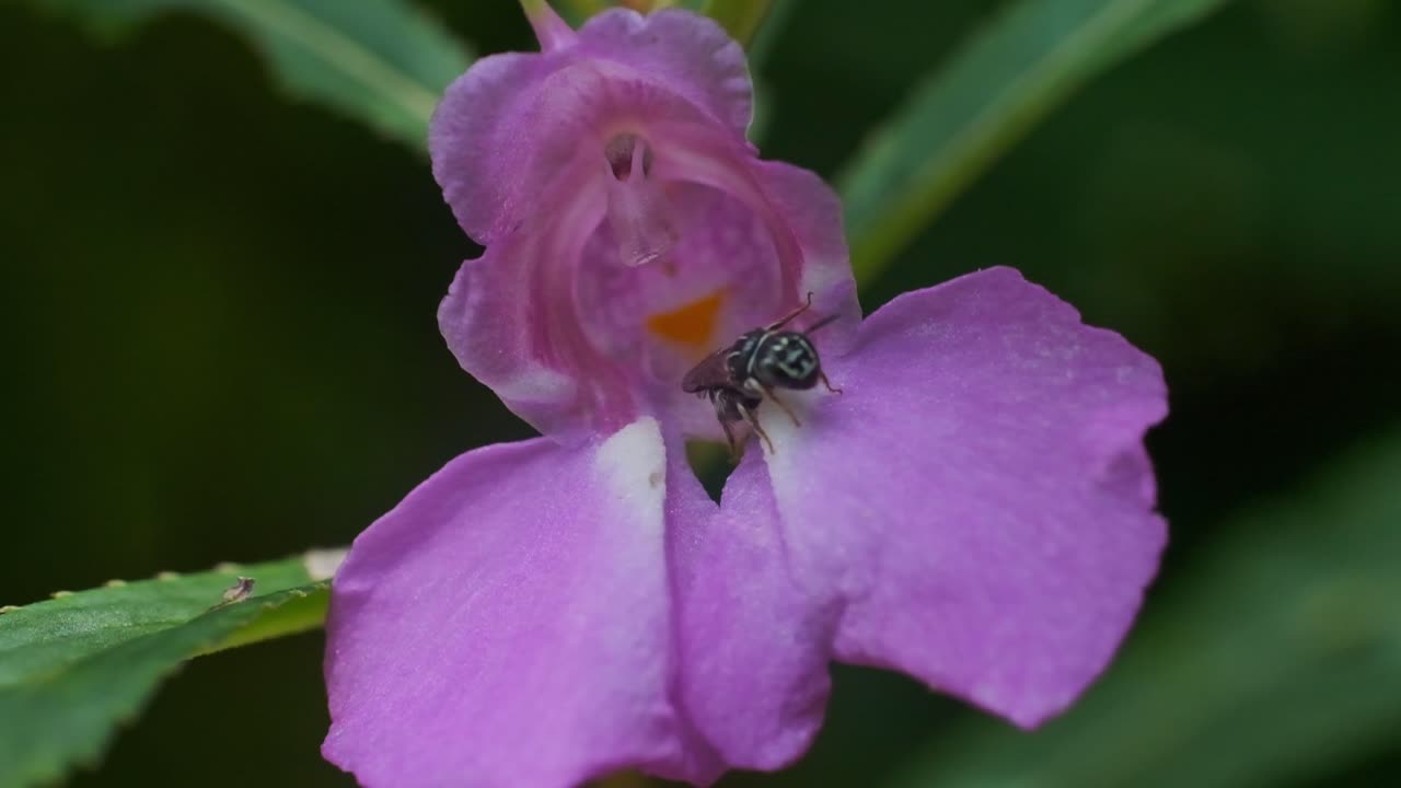 pequeña abeja sin aguijón limpiándose sola sentada en una flor morada a cámara lenta