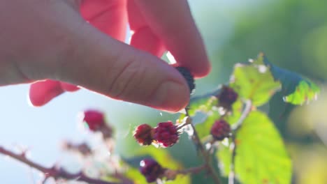 Close-up-of-sweet-blackberry-bush-basking-in-the-sun,-New-Zealand