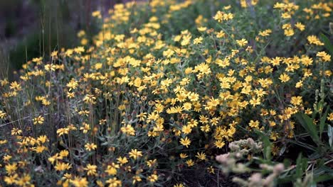 Small-yellow-flowers-in-forest