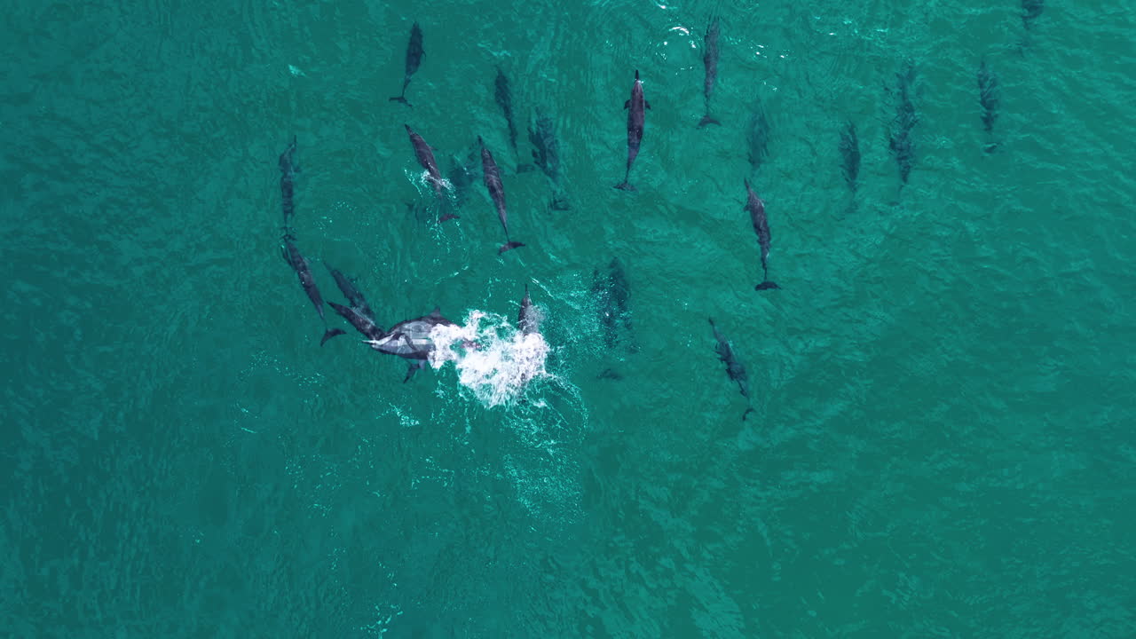 Above View Of Dolphins On Turquoise Waters Of Shoab Coast In Socotra Island, Yemen