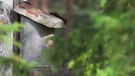 pied flycatcher birds feeding hatchling in a birdhouse on a summer day