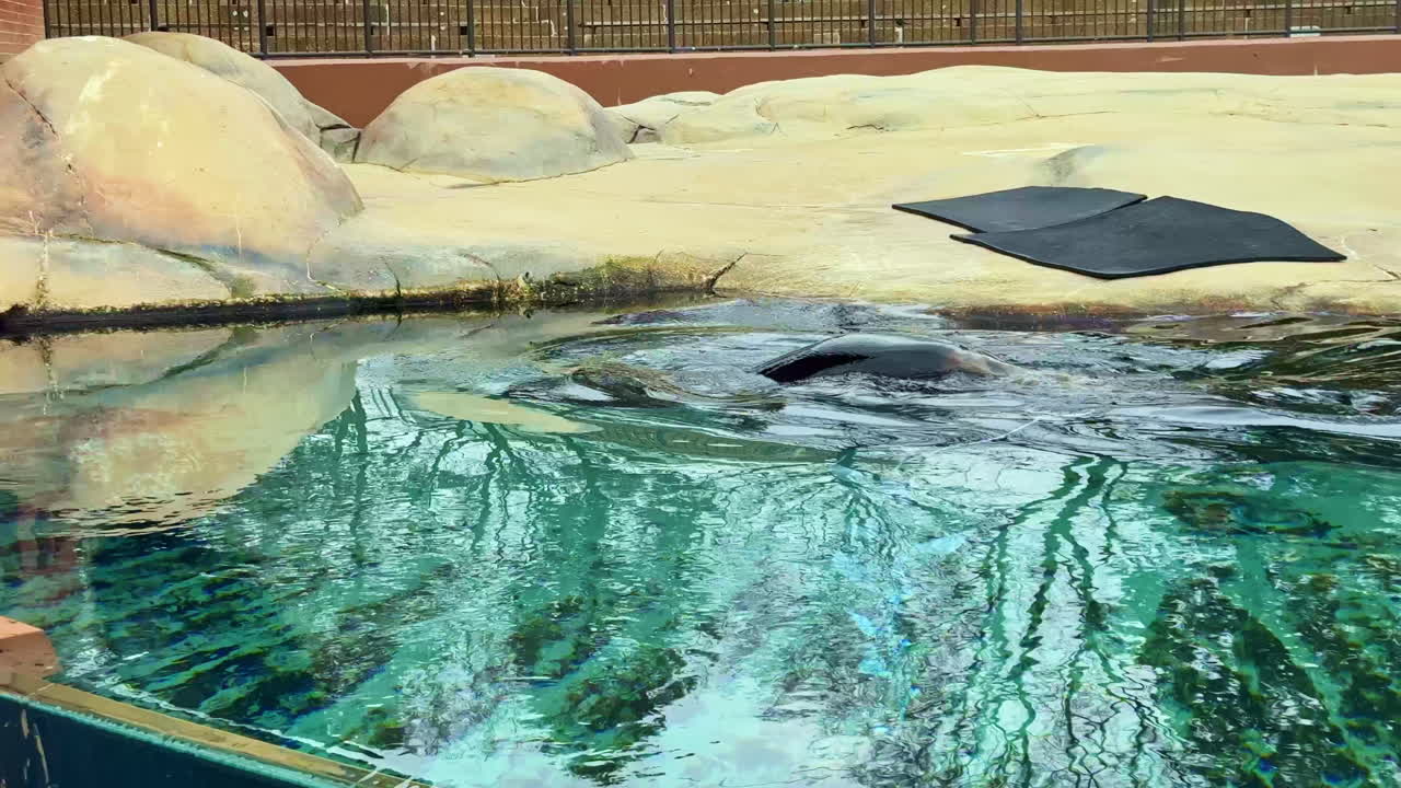 Een groot zeedier zwemt overdag in helder water in een dierentuinverblijf, nabij bezoekers die vanaf de rand toekijken.