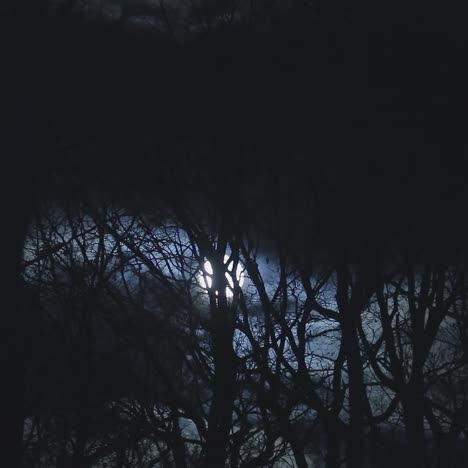 trees against the night cloudy sky