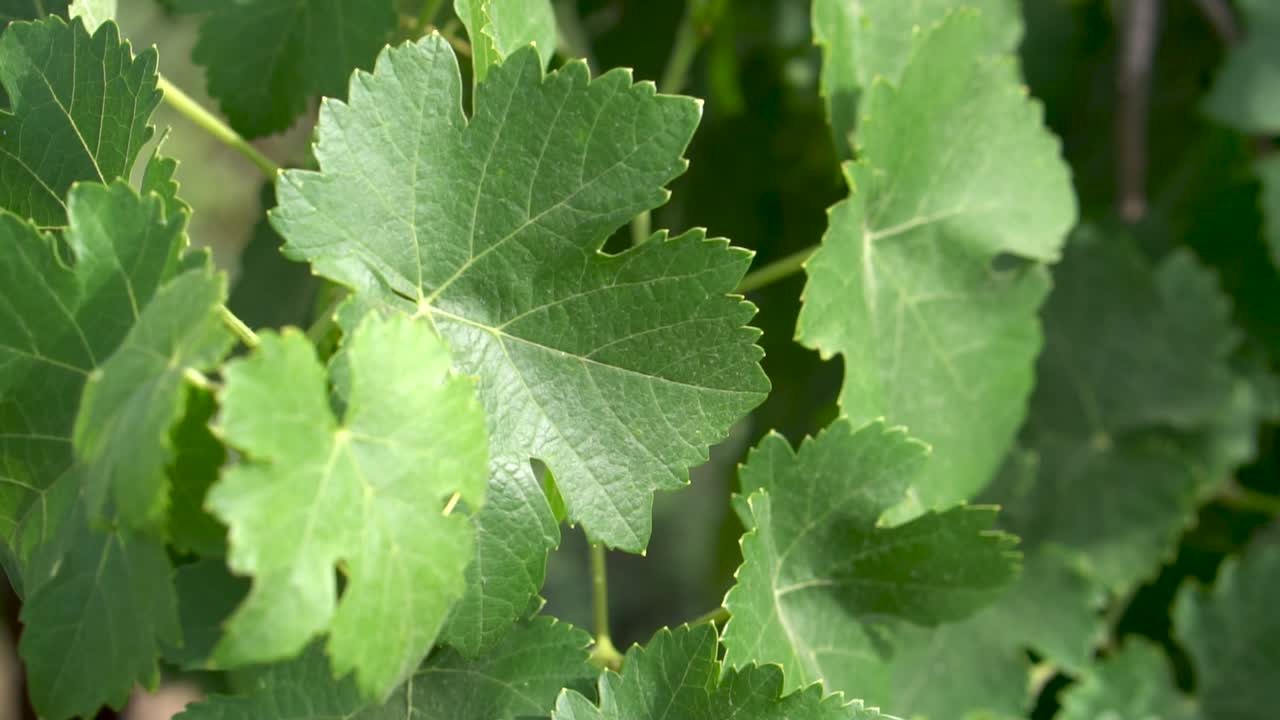 잎은 바람에 흔들립니다.