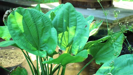 Tropical-plants-with-sun-leaks