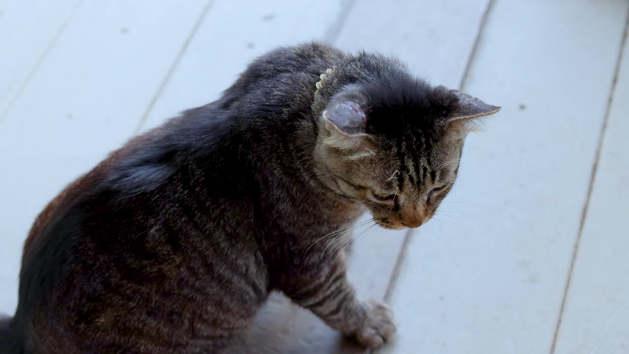 고양이가 앉아서 호기심으로 주변을 둘러보고 있다