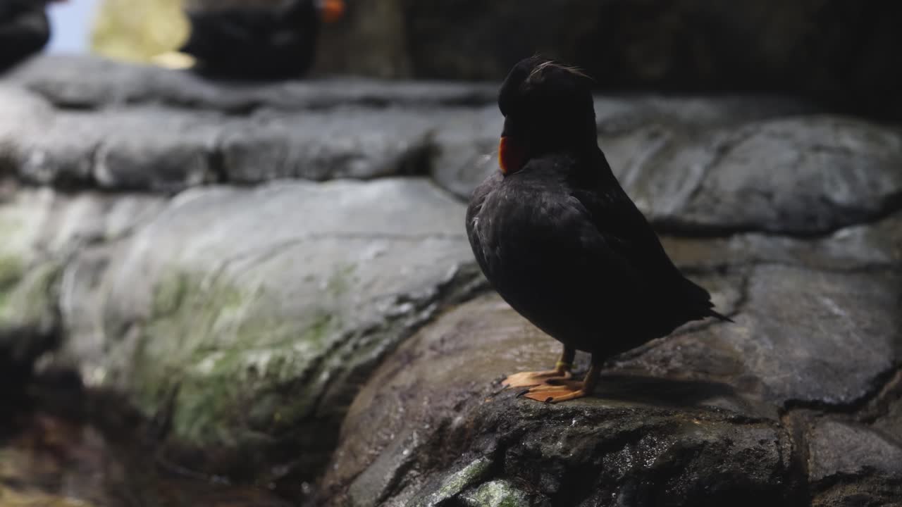 el pájaro gira la cabeza, observando los alrededores en la roca