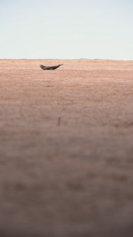 swift flying and entering and leaving its nest in a tower