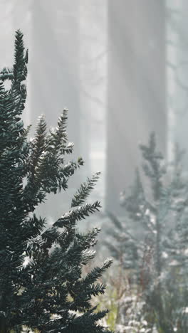 impresionante vista de la niebla y la luz del sol después de la helada en el bosque de pinos