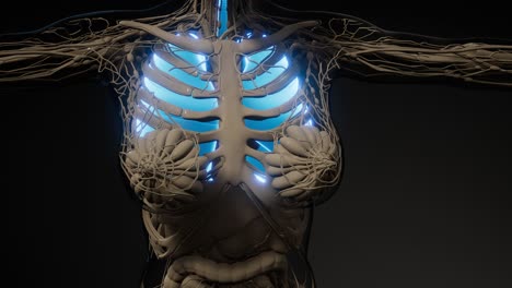 examen radiológico de los pulmones humanos