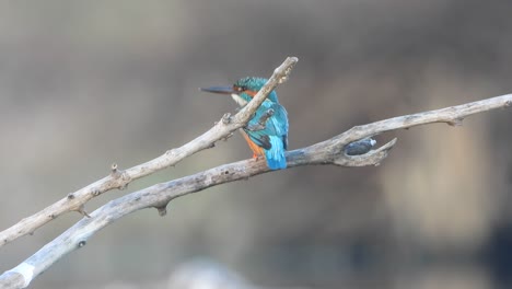 Martín-Pescador-En-El-área-Del-Estanque-Esperando-Orar.