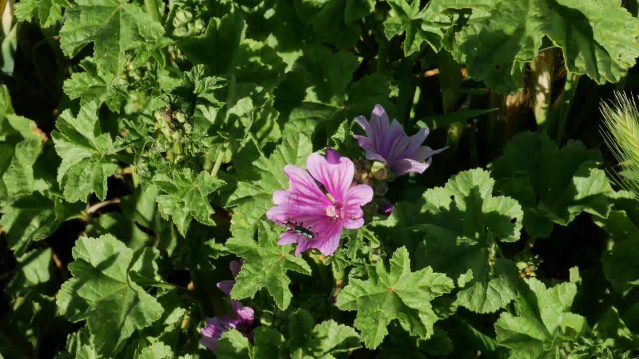 una malva silvestris con un insecto dentro