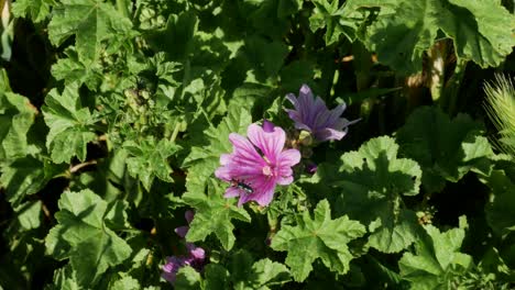 a malva silvestris with a bug inside it