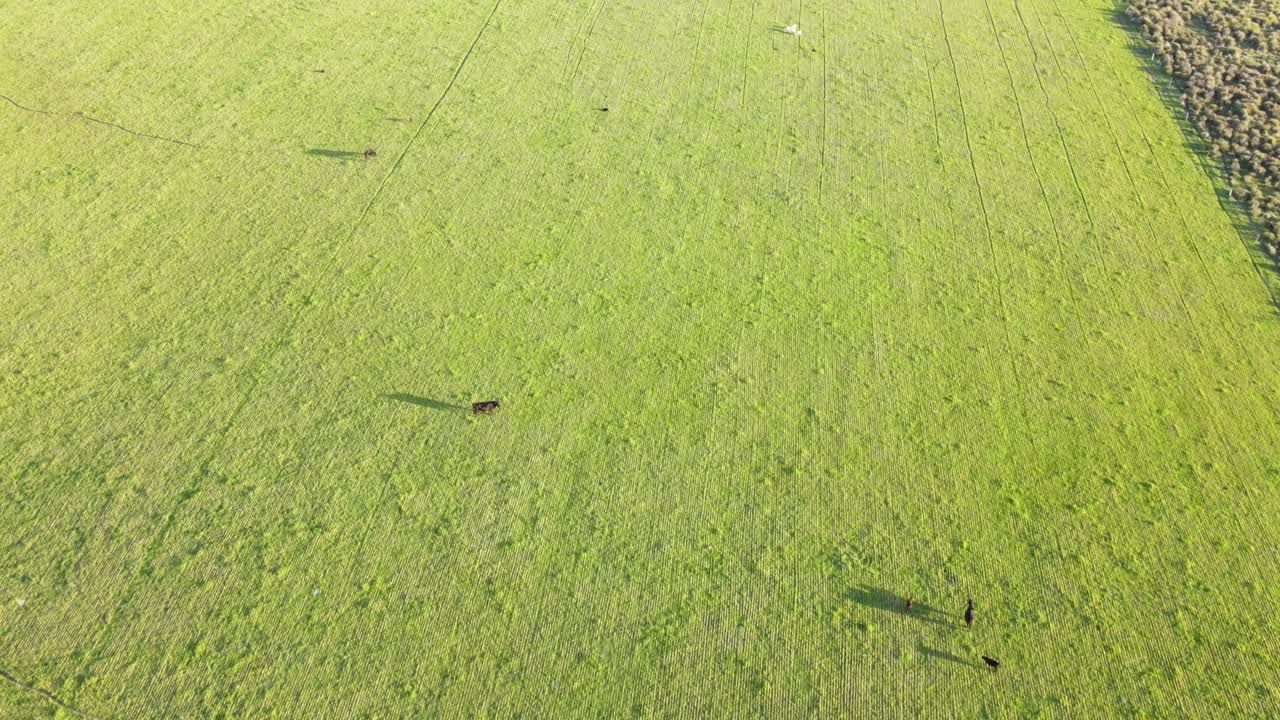 우루과이 일몰 동안 목초지를 걷는 앵거스 소의 공중 전망