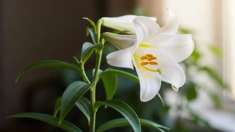 a graceful white lily flower in bloom, showcasing its vibrant petals, unique structure, and natural elegance, set against a softly lit background