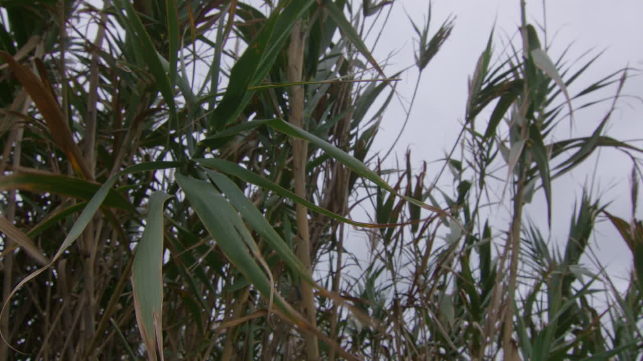 Some dry leaves in the wind.
