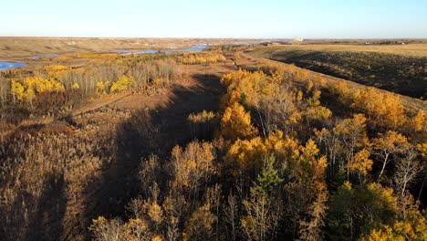 Bosque-De-Otoño-En-El-Centro-De-Alberta-Durante-La-Temporada-De-Otoño-Visto-Por-Vista-Aérea-De-Drones