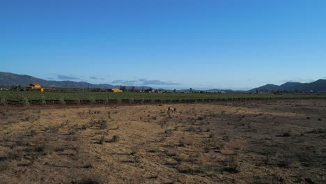 Aerial-shot-of-a-vineyards-and-a-horse-in-Valle-de-Gudalupe