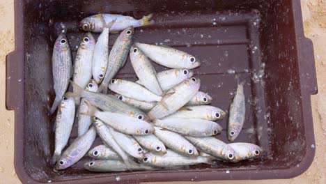 basket with sardines still alive. handheld