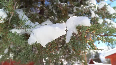 handheld close to a pine branch with snow accumulation