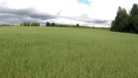 green agriculture fields. aerial footage-1