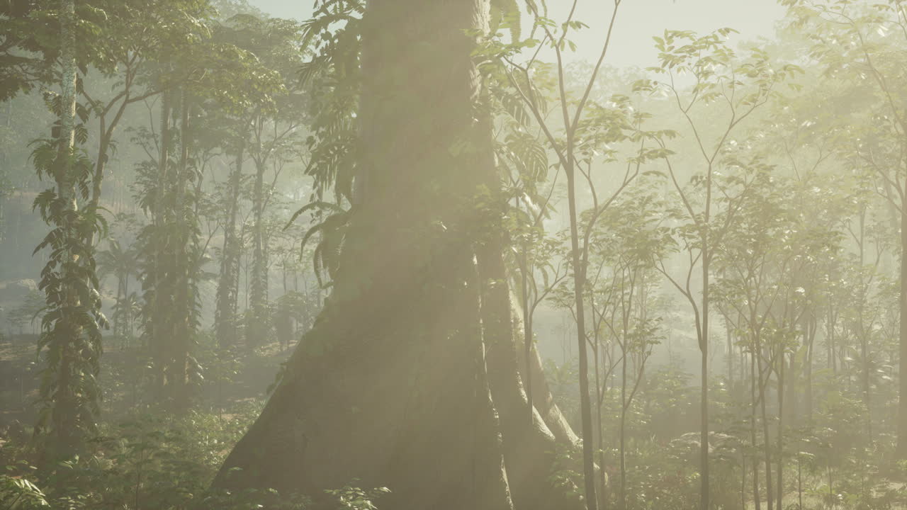울창 하고 안개 가 가득 한 열대 열대 우림