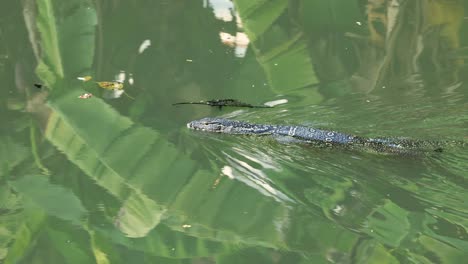 monitor lizard glides through a reflective pond.