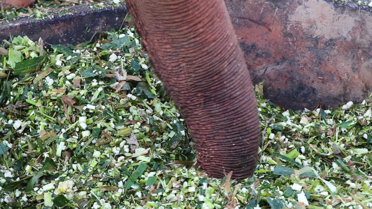 trompa de un elefante jugando con su comida en un tazón grande.