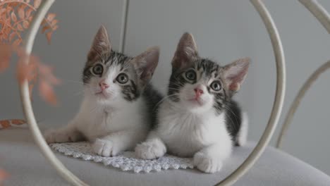 gatos pequeños moviendo cabeza de arriba a abajo