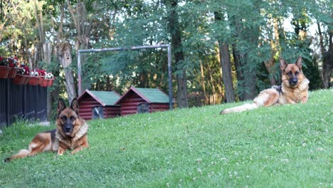 Two-German-Shepherd-dogs-laying-on-a-grass-field-with-trees-and-their-dog-huts-in-the-background