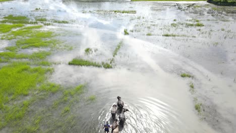 agricultor pastoreando búfalos o vacas en pantanos pantanosos inundados en bangladesh