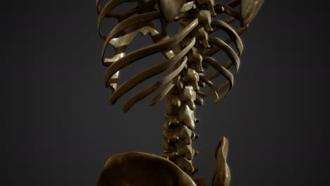 bones-of-the-Human-skeleton