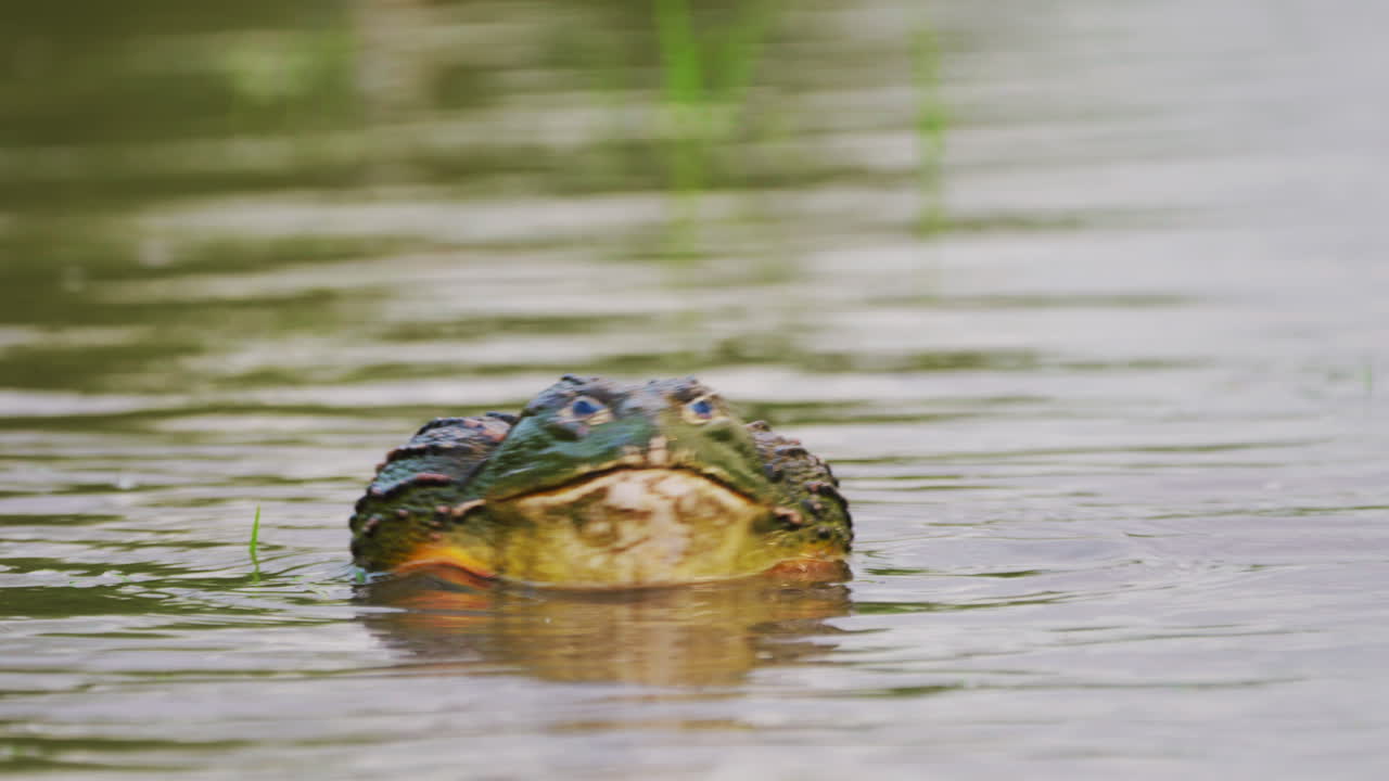 Male African Bullfrog Inflating Its Vocal Sac In The River. - close up