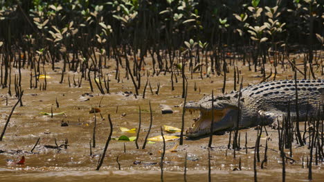 cocodrilo peligroso tomando el sol en un río de manglares