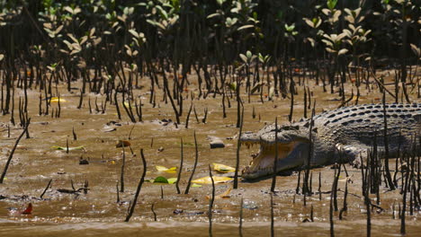 dangerous crocodile sunbathing in a mangrove river