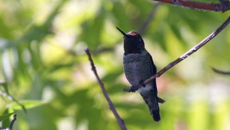 Close-up-of-hummingbird-sitting-on-branch-takes-flight