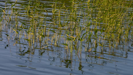 pan across reeds growing in a lake