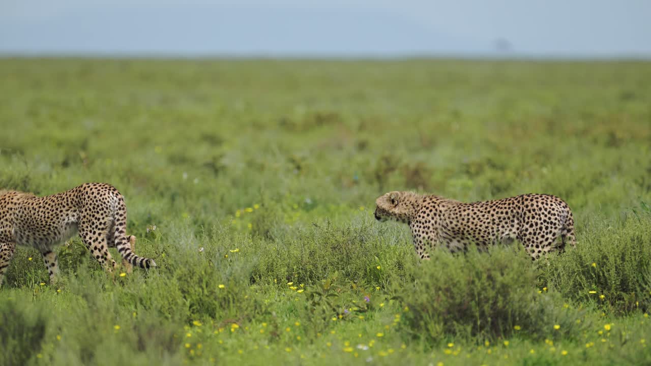 cheetah en cámara lenta caminando en la sabana de hierba en el parque nacional serengeti en tanzania en áfrica, cheetahs caminando a través del marco en movimiento en el safari de vida silvestre africano animales de juego