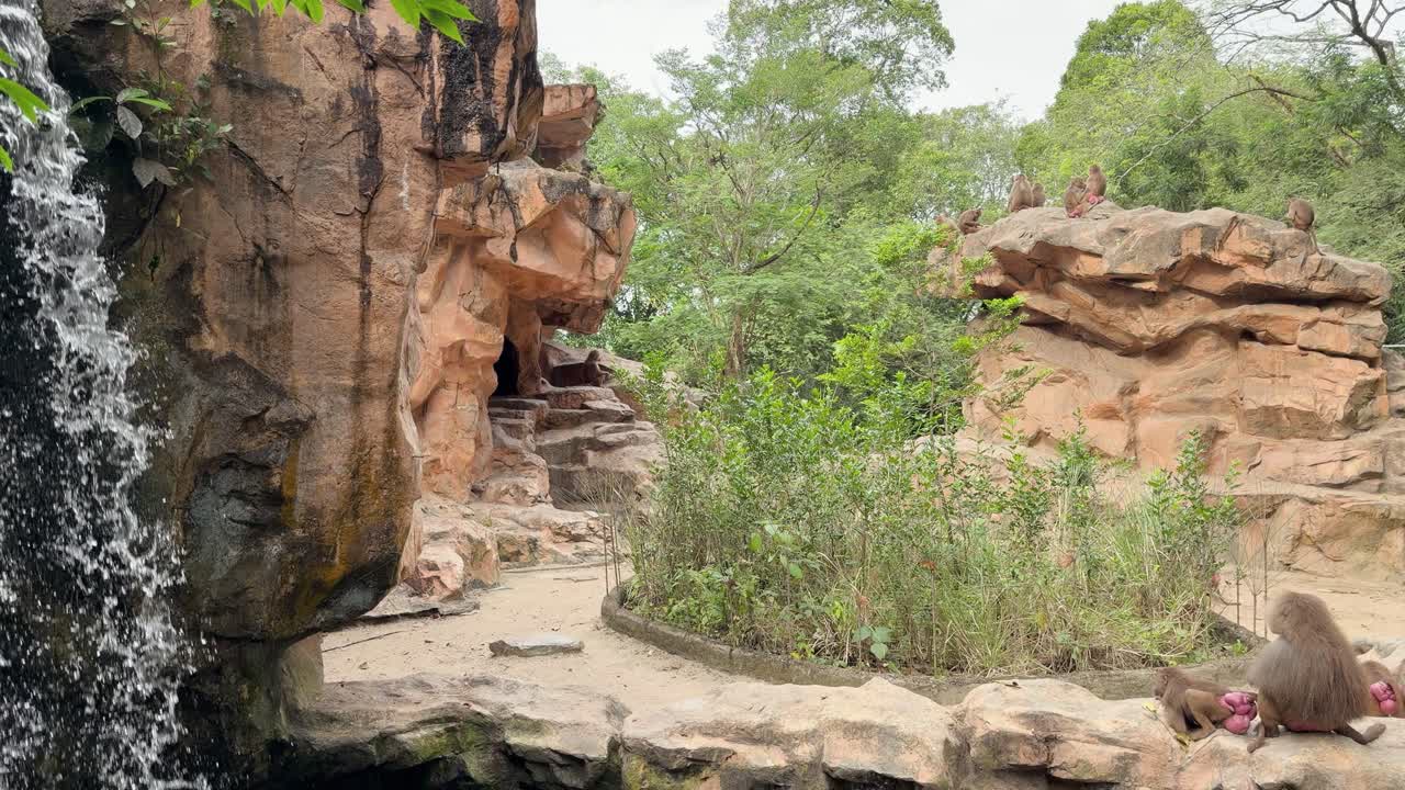 Un campo lungo cattura un branco di babbuini che si rilassa in un habitat roccioso con una cascata