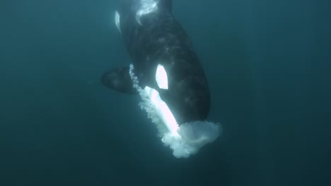 Orca-playing-with-a-medusa-on-her-mouth-underwater-shot-slowmotion