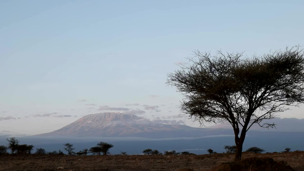 vista all'alba del monte kilimanjaro e di un acacia ad amboseli in kenya