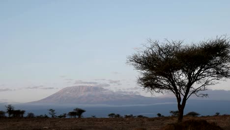 sunrise view of mt kilimanjaro and an acacia tree at amboseli in kenya