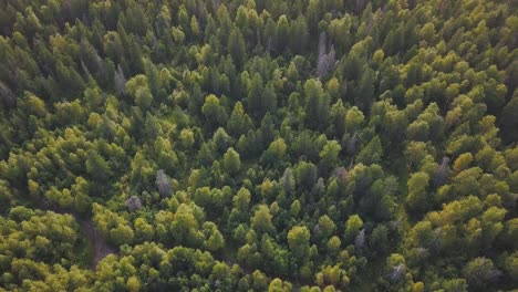 vista aérea de un denso bosque