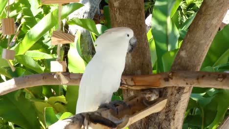 beautiful white cockatoo, umbrella cockatoo, standing in taino bay, puerto plata, dominican republic