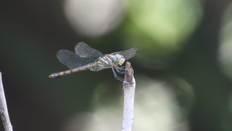 Libelle-Entspannt-Sich-Auf-Baumfutter