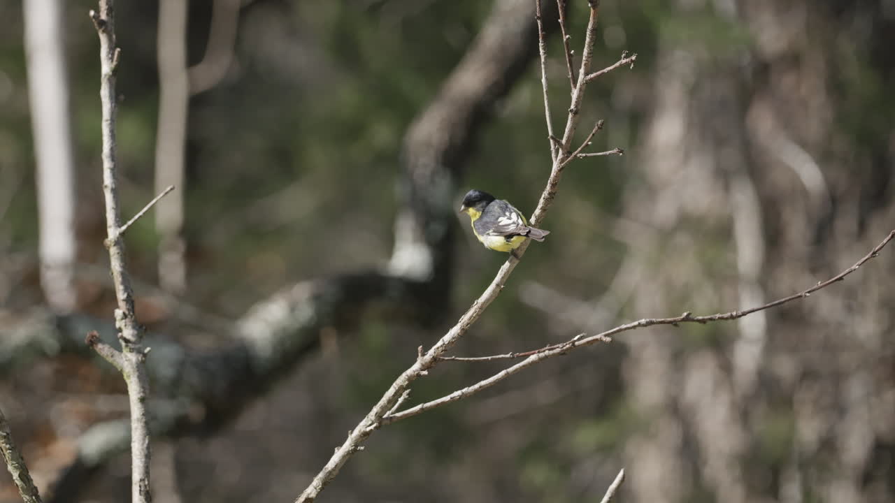 Lesser Goldfinch sitting on a tree branch and jumping away - Spinus Psaltria