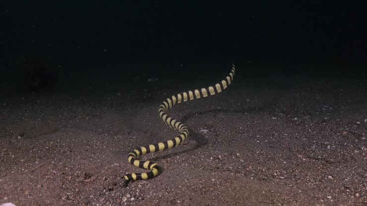 Schildpadkoppige zeeslang graaft 's nachts in het zand