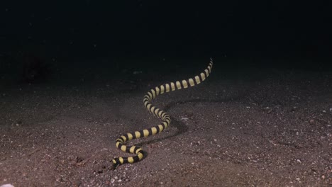 serpiente de mar con cabeza de tortuga cavando en la arena por la noche