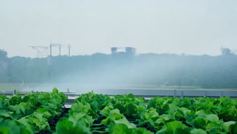 hydroponic lettuce farm with sprinklers